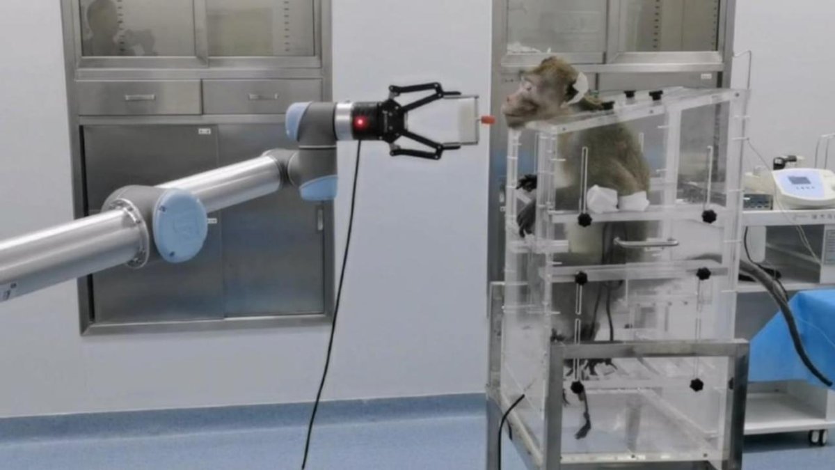 Maymunlar "düşünce gücüyle" robotik kolu hareket ettirdi