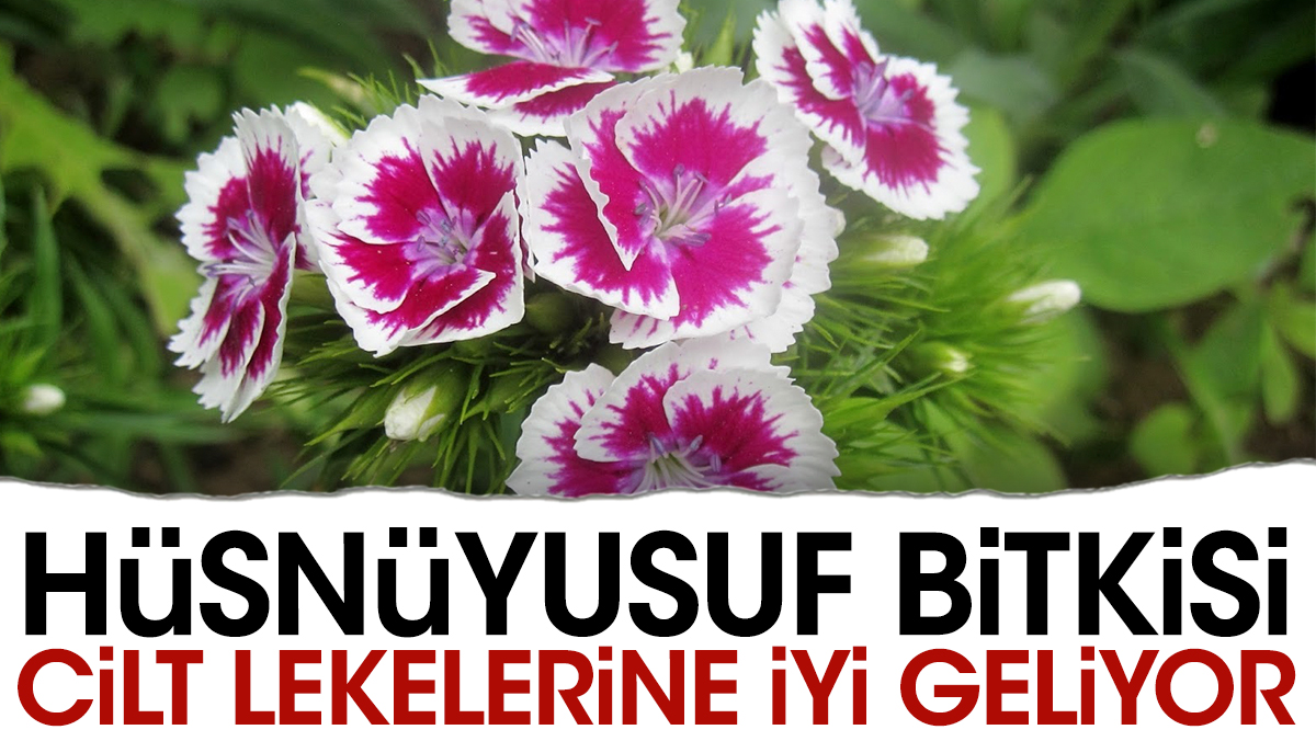 Hüsnüyusuf bitkisi cilt lekelerine iyi geliyor