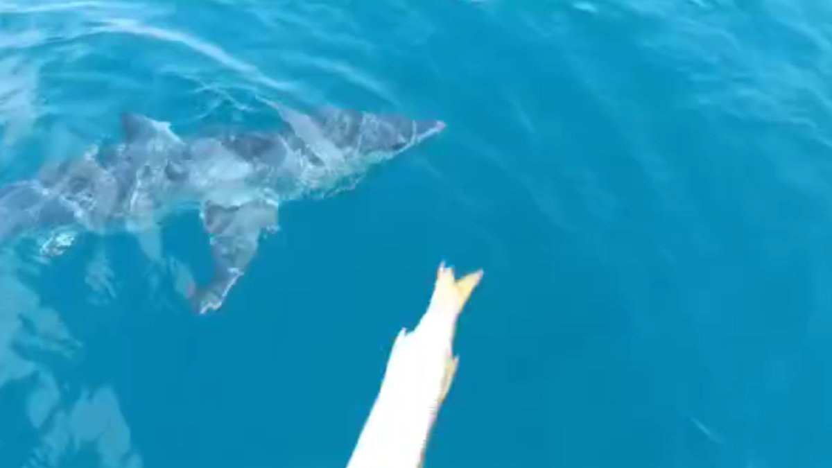 Köpekbalığından balıkçı teknesine taciz üstüne taciz