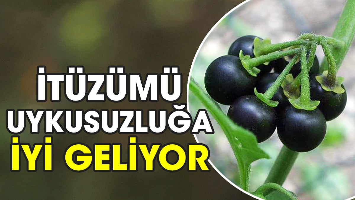 Mucize bitki uykusuzluğa iyi geliyor