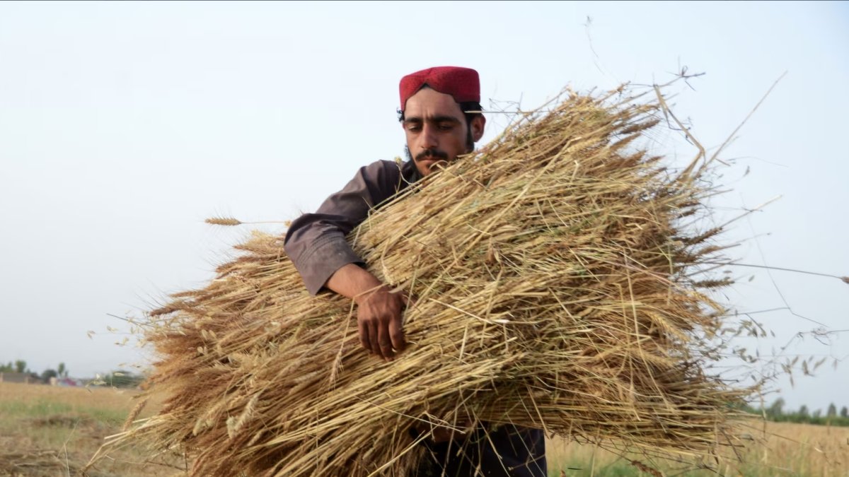 Afganistan'ı çekirgeler bastı: buğday krizine sebep olabilir