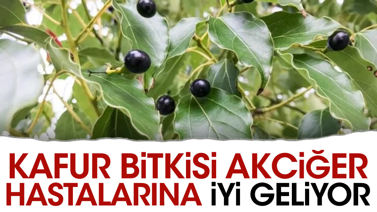 Kalp yetersizliğine iyi gelen mucize bitki