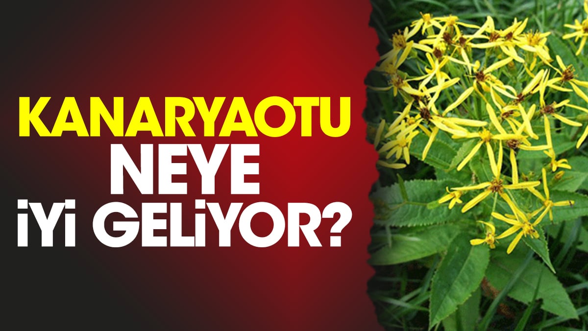 Kanaryaotu neye iyi geliyor