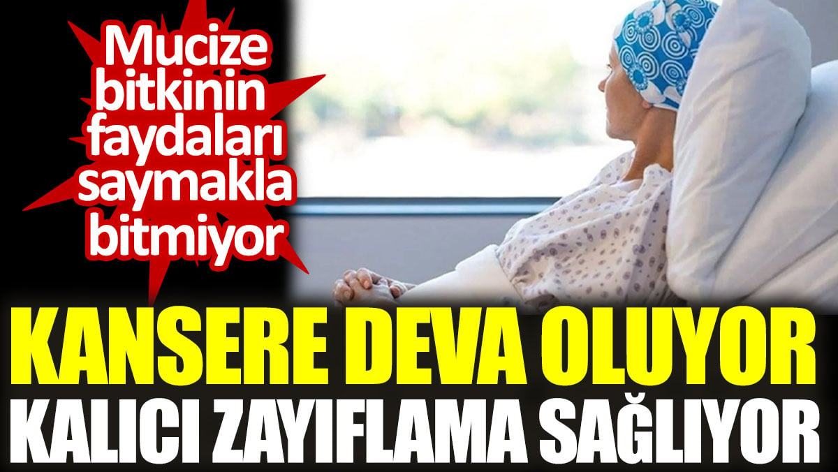 Kansere deva oluyor. Kalıcı zayıflama sağlıyor. Mucize bitkinin faydaları saymakla bitmiyor