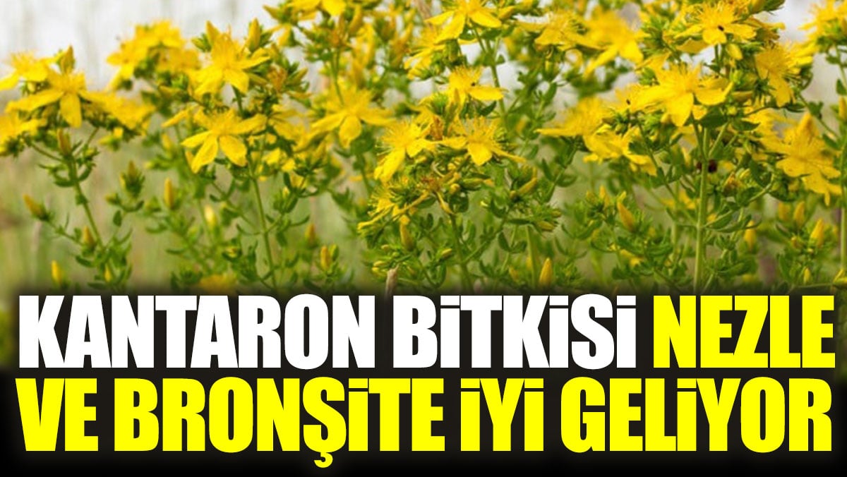 Nezle ve bronşite iyi gelen ot