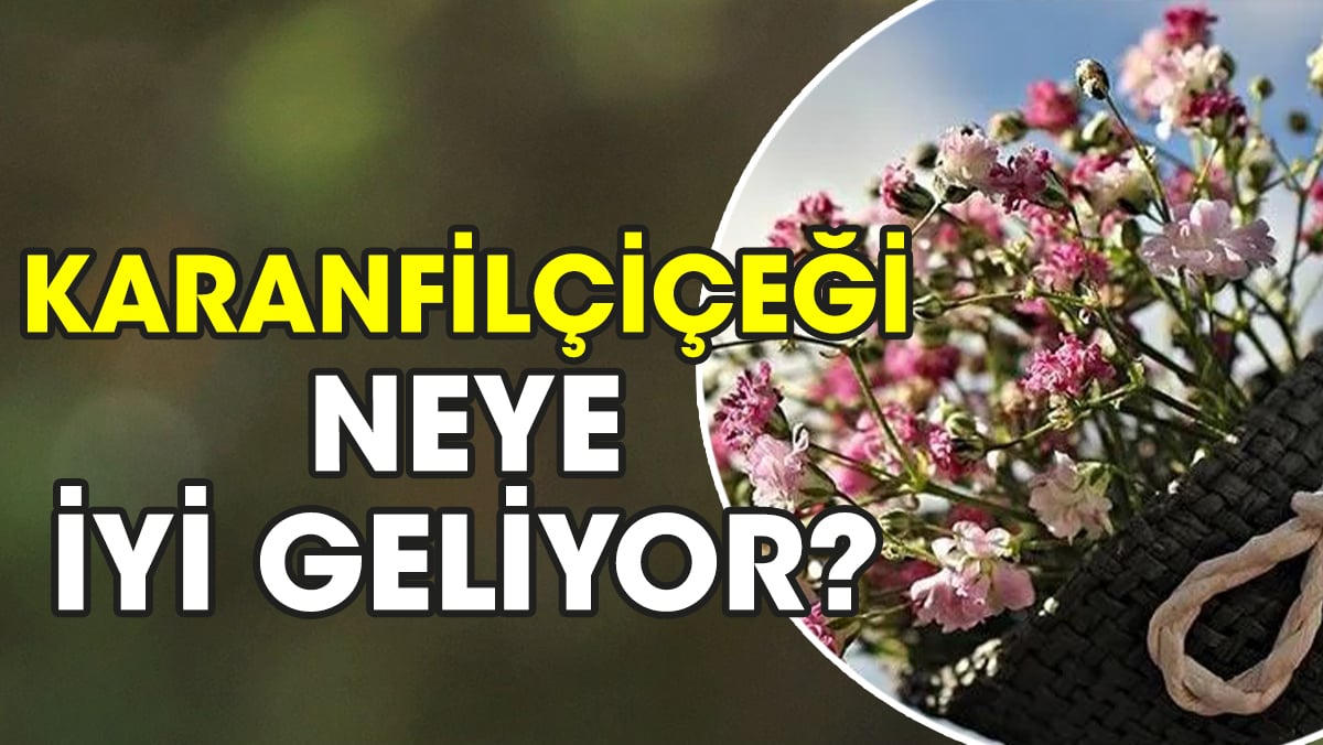 Karanfilçiçeği neye iyi geliyor?