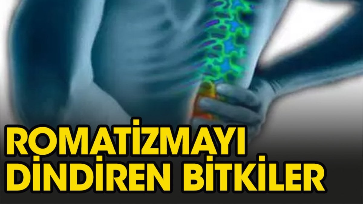 Romatizmayı gideren bitkiler