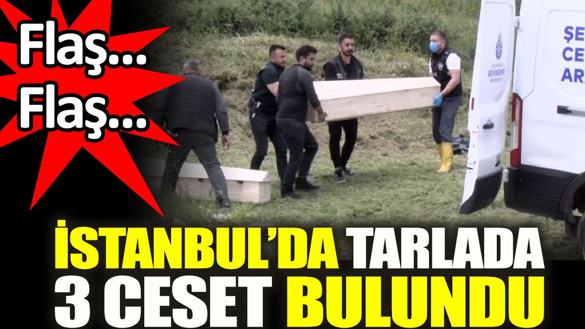 İstanbul’da tarlada 3 ceset bulundu