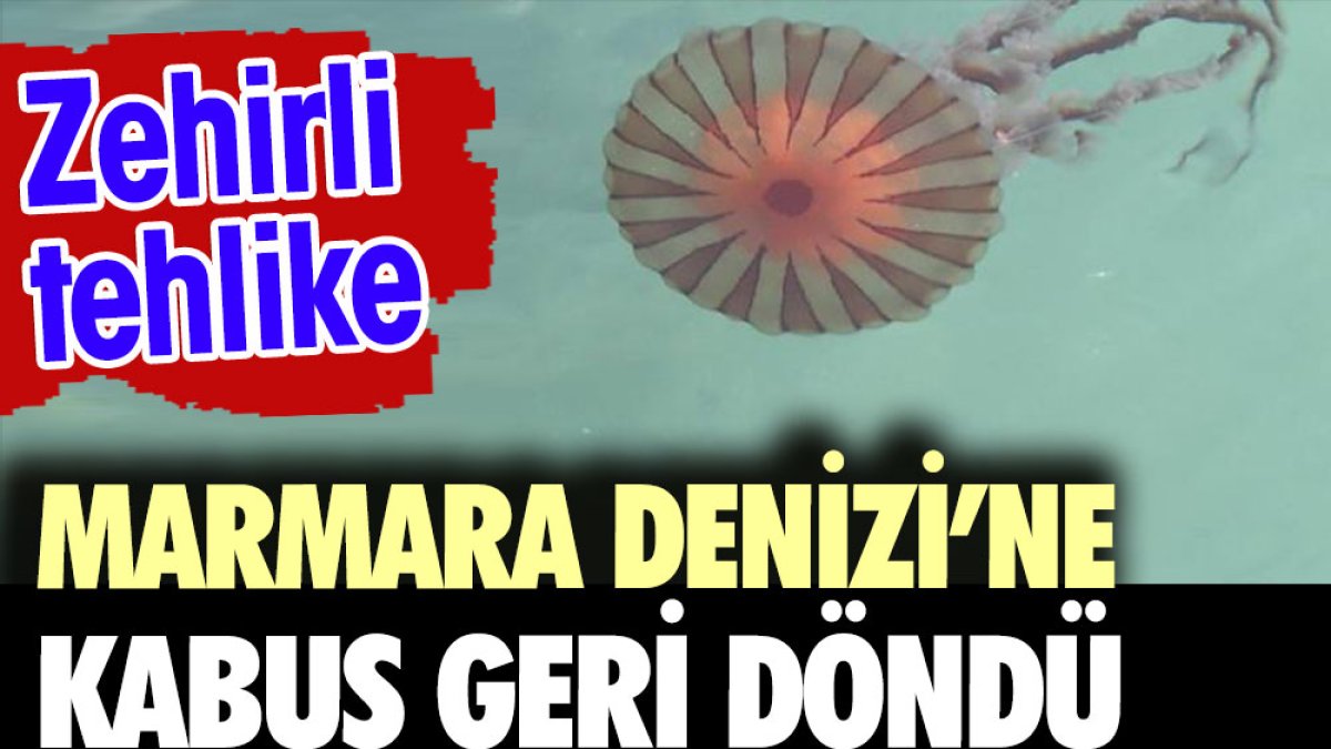 Marmara Denizi'ne kabus geri döndü. Zehirli tehlike
