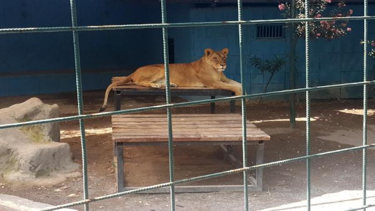 Selfie için canlarından olacaklardı. Kafese giren aileye aslan saldırdı