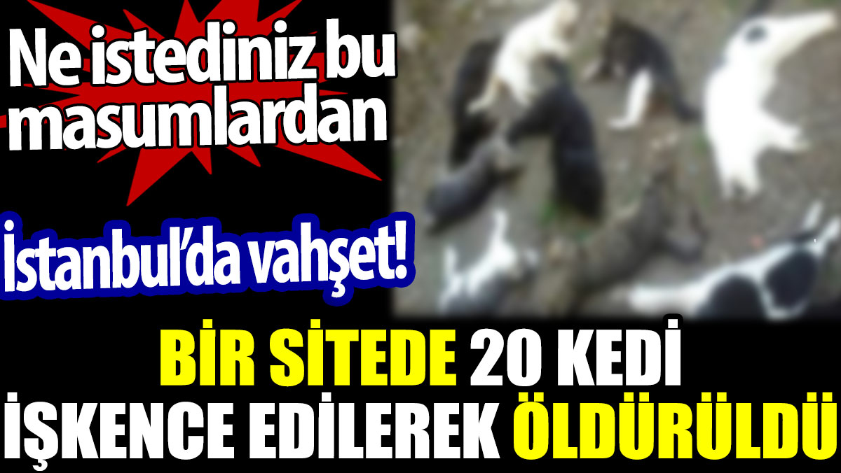 İstanbul'da vahşet. Bir sitede 20 kedi işkence edilerek öldürüldü. Ne istediniz bu masumlardan