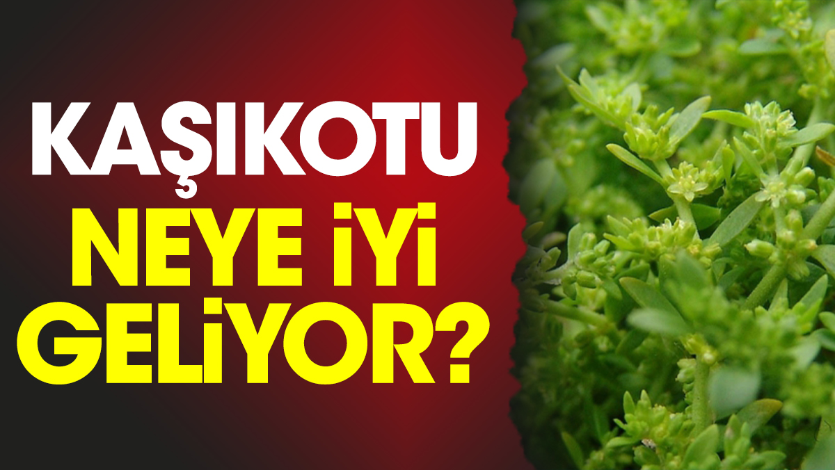 Kaşıkotu neye iyi geliyor?