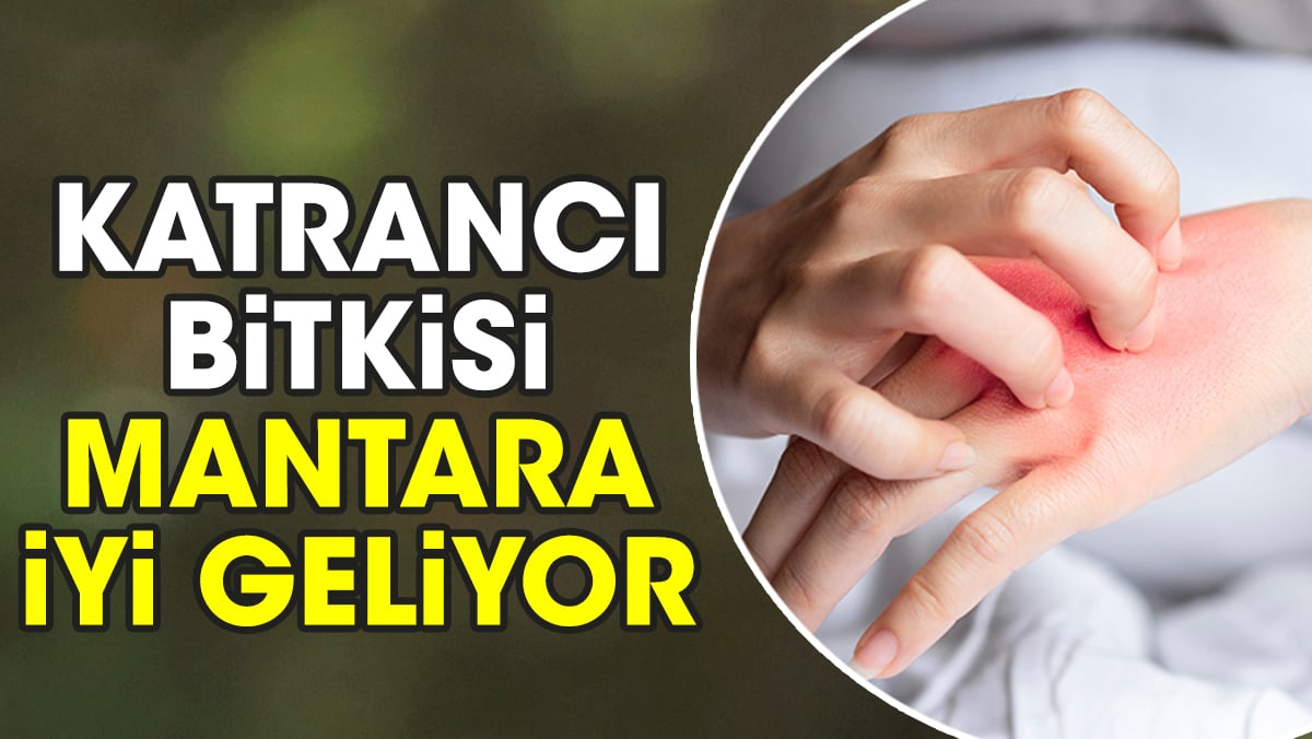 Mucize bitki mantara iyi geliyor