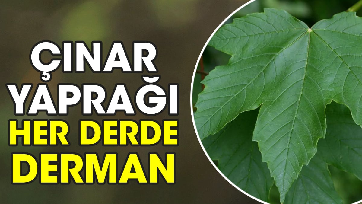 Çınar yaprağı her derde derman