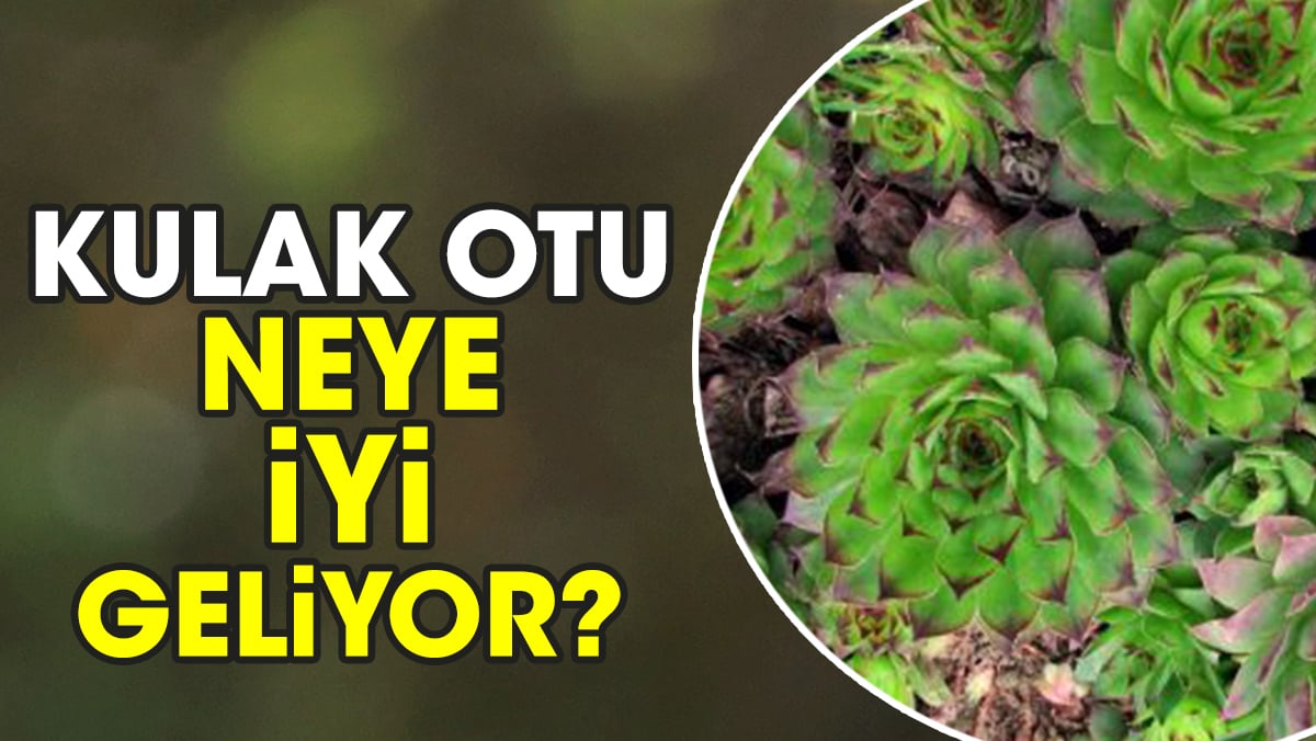 Kulak otu neye iyi geliyor?