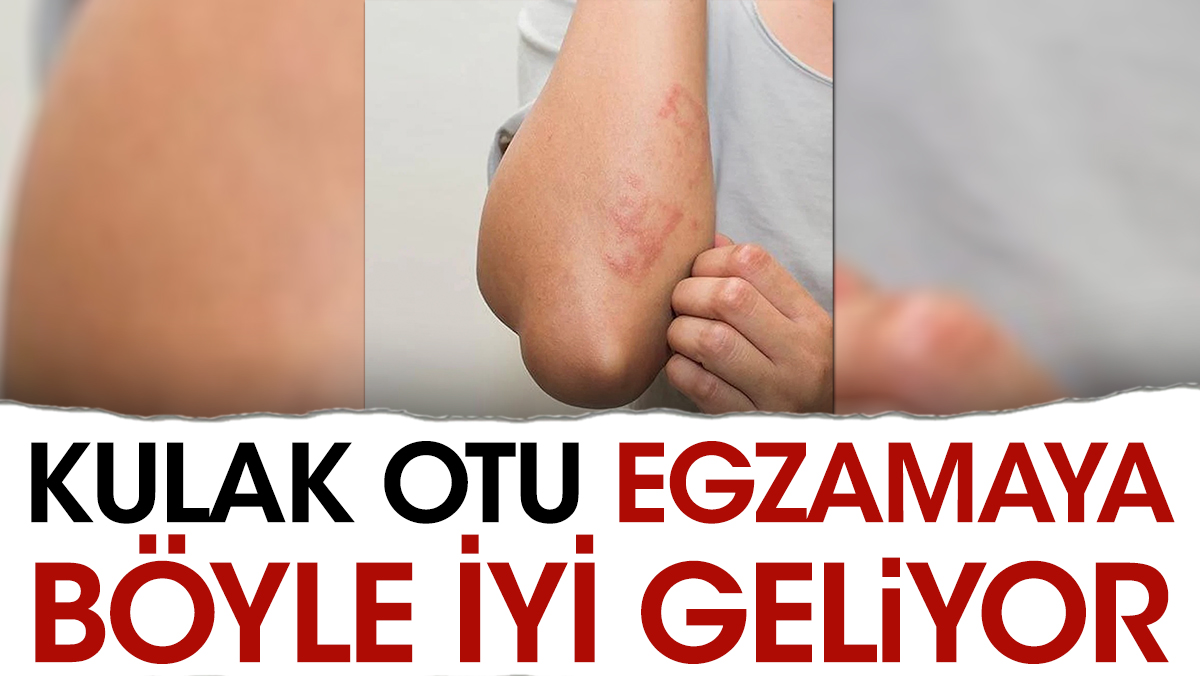 Egzamaya iyi geliyor. Dikkat çeken ot