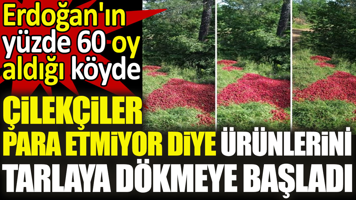 Erdoğan'ın yüzde 60 oy aldığı köyde çilekçiler para etmiyor diye ürünlerini tarlaya dökmeye başladı