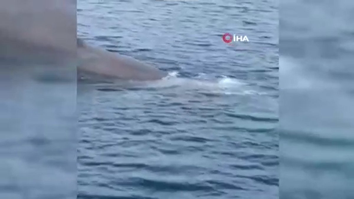 Marmaris açıklarında balina sürprizi