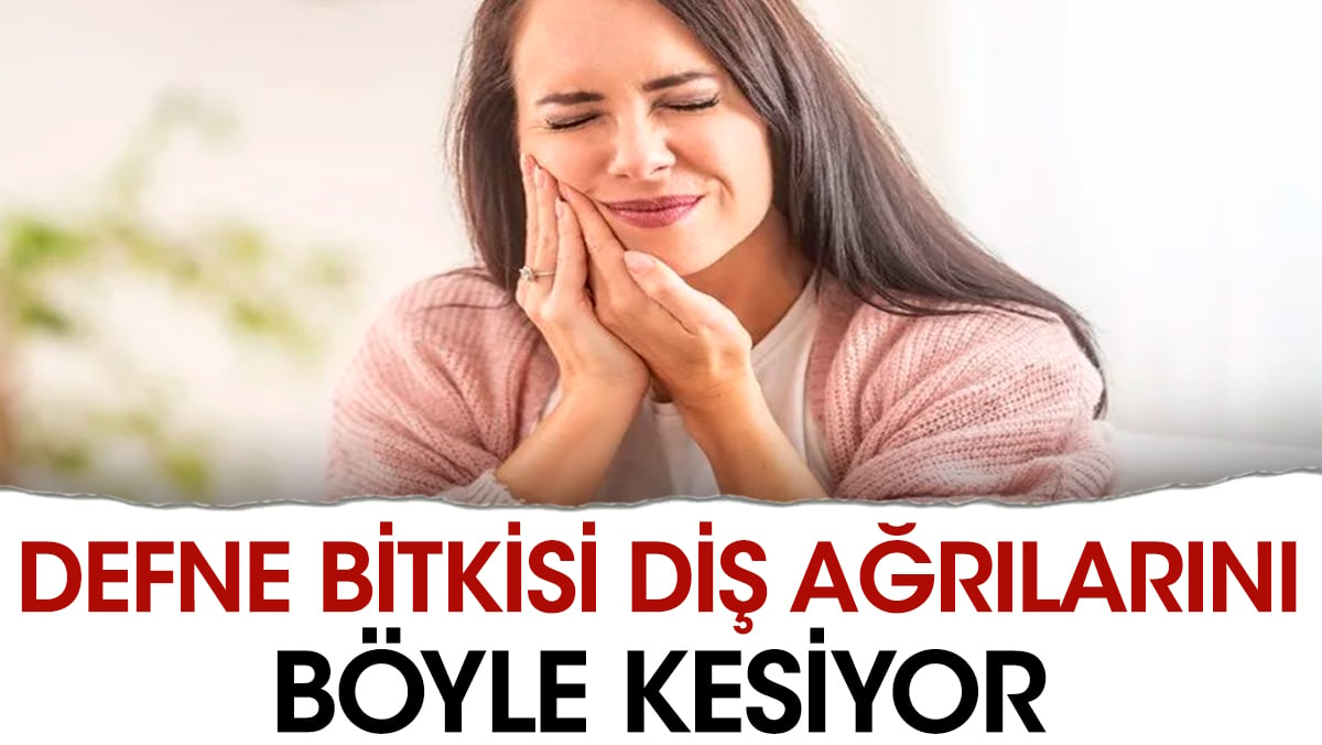 Bu bitki diş ağrılarını böyle kesiyor