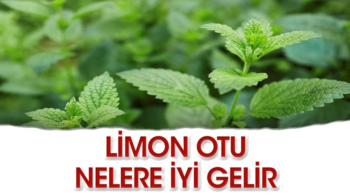 Limon Otu nelere iyi gelir