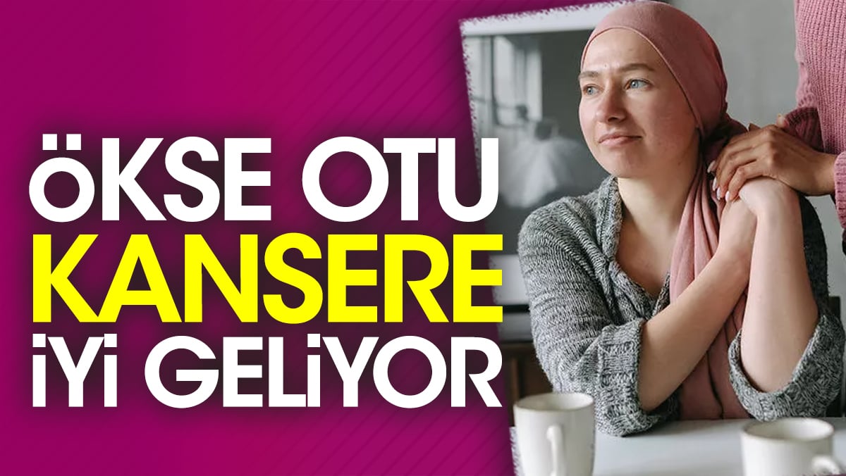 Ölümcül olan kansere iyi gelen ot