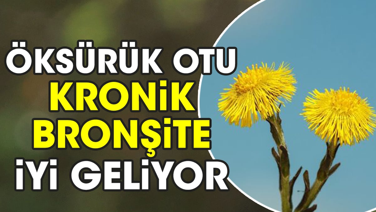 Kronik bronşite iyi gen bitki