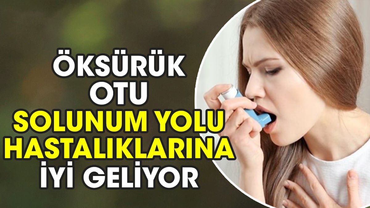 Öksürük otu solunum yolu hastalıklarına iyi geliyor