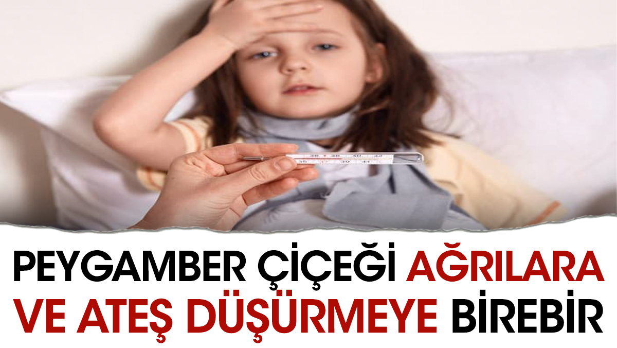 Ağrılara ve ateş düşürmeye birebir iyi gelen ot