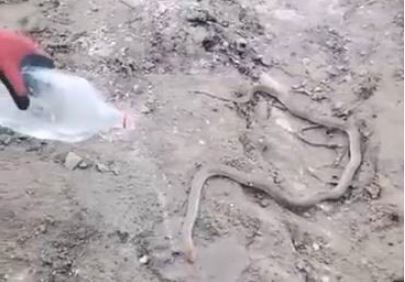 Sıcaktan bunalan yılana su servisi