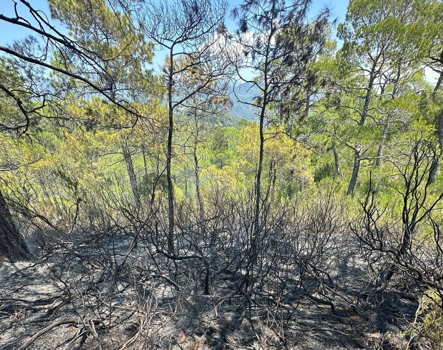 Fethiye'de çıkan orman yangını söndürüldü (15 Haziran 2023)