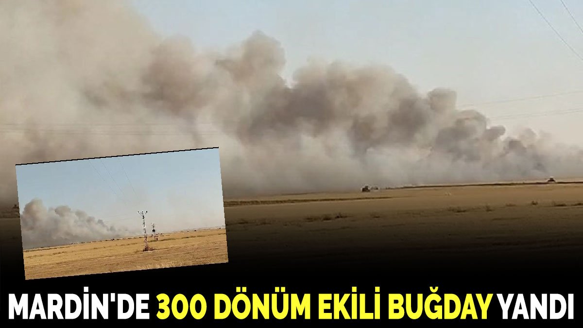 Mardin'de 300 dönüm ekili buğday yandı