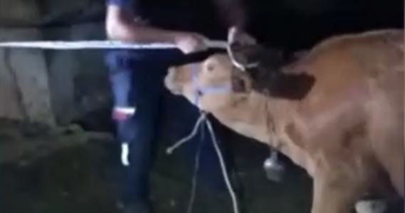 Kurbanlık inek kaçtı itfaiye seferber oldu