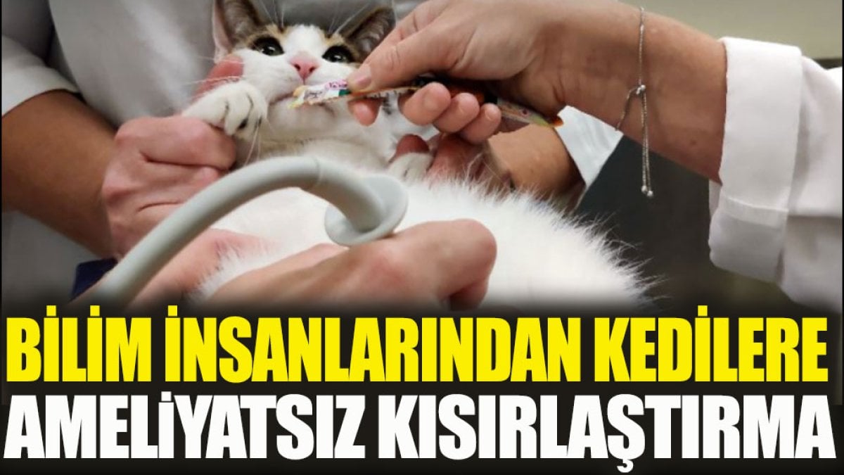 Bilim insanlarından kedilere ameliyatsız kısırlaştırma