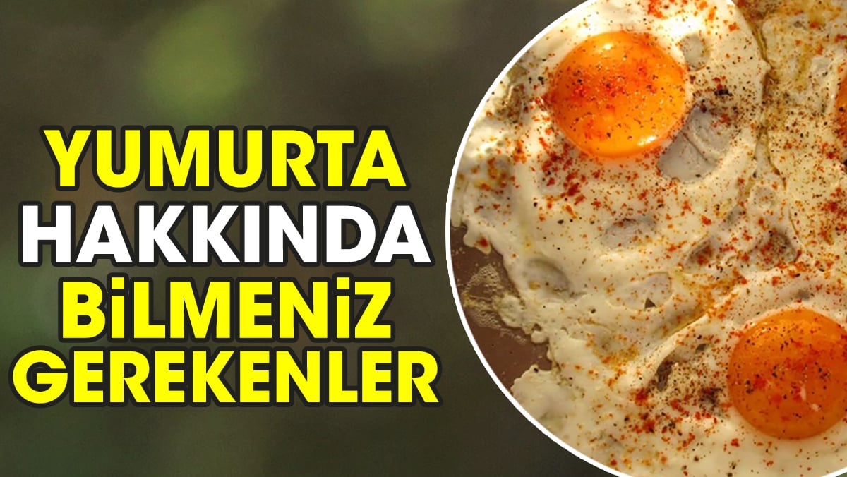 Yumurta hakkında bilmeniz gerekenler