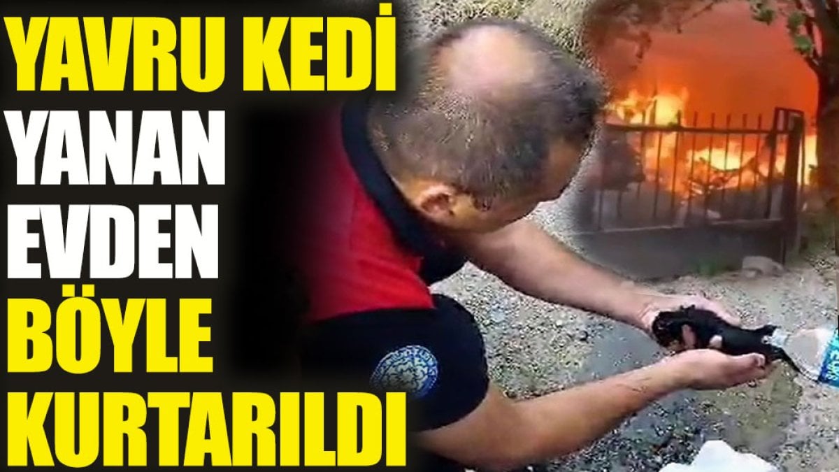 Yavru kedi yanan evden böyle kurtarıldı