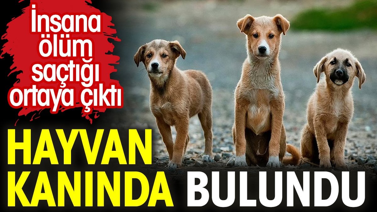 Hayvan kanında bulundu. İnsana ölüm saçtığı ortaya çıktı