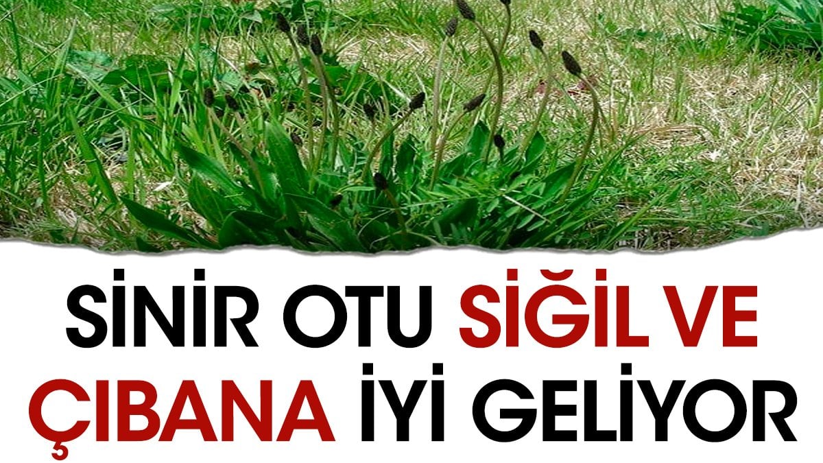 Siğil ve çıbana iyi gelen ot