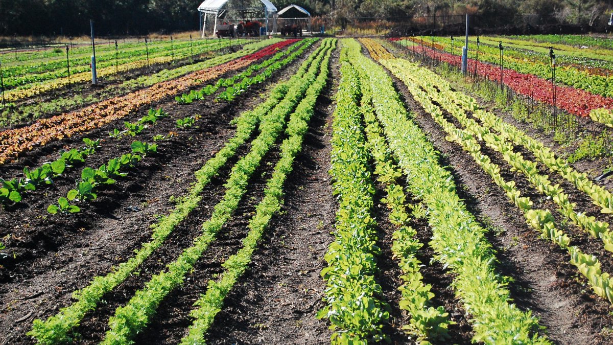 Organic agriculture. Органическая агрокультура. Органическое Растениеводство. Фермерский огород. Органический фермер.