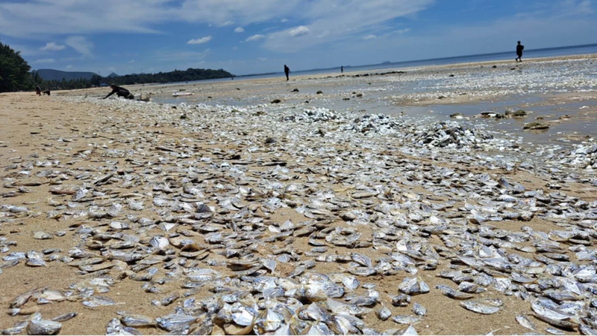 Tayland'da binlerce ölü balık sahile vurdu