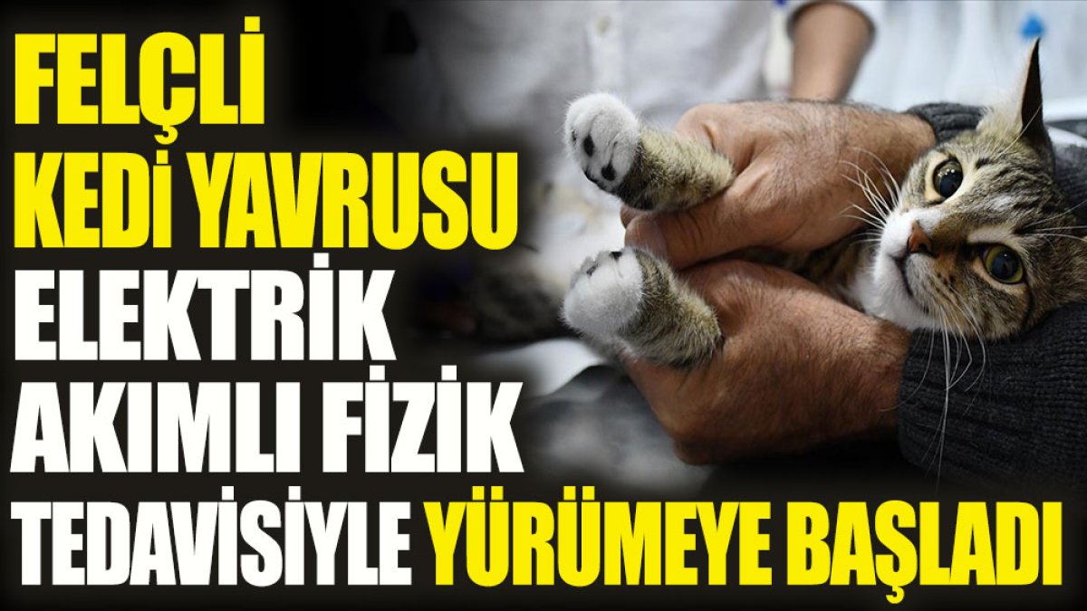 Felçli kedi yavrusu elektrik akımlı fizik tedaviyle yürümeye başladı