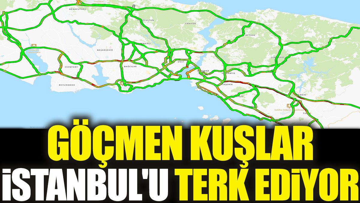 Göçmen kuşlar istanbul'u terk ediyor