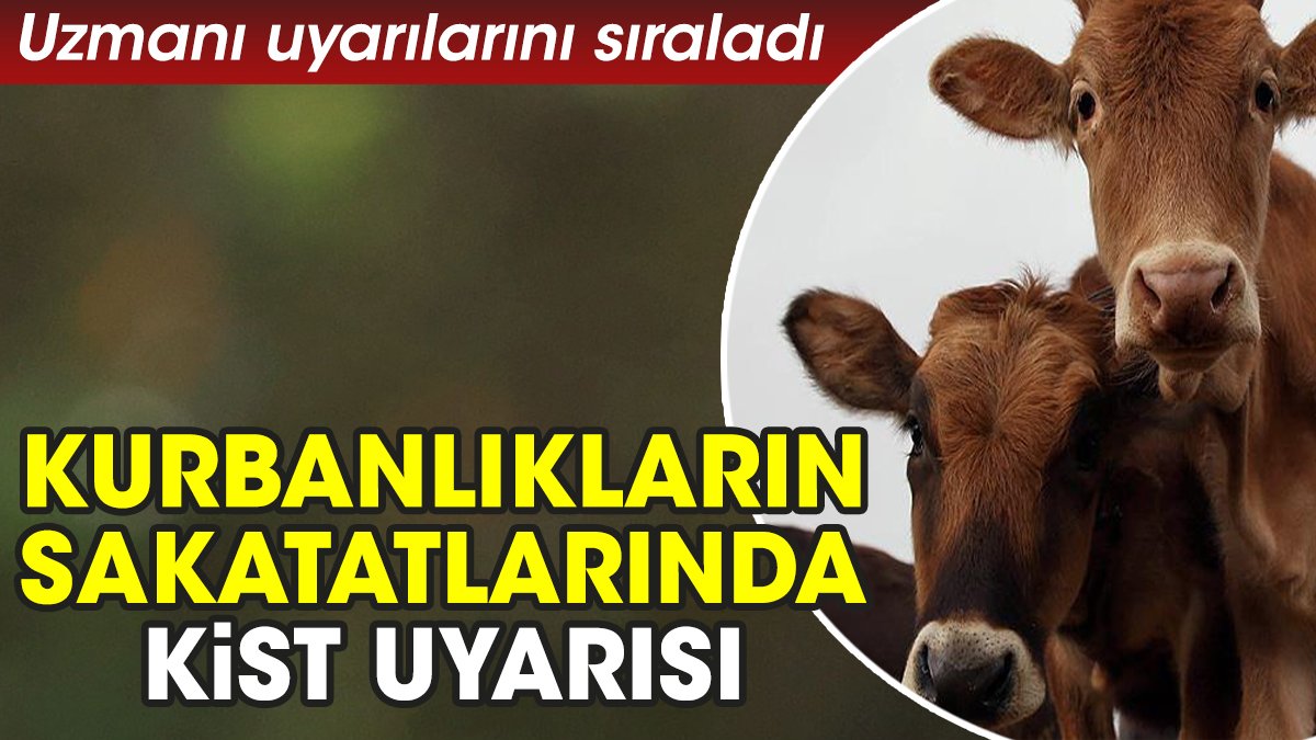 Kurbanlıkların sakatatlarında kist uyarısı. Uzmanı uyarılarını sıraladı