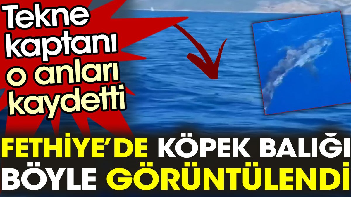 Turizmin göz bebeği Fethiye'de köpek balığı görüntülendi. Tekne kaptanı o anları böyle kaydetti