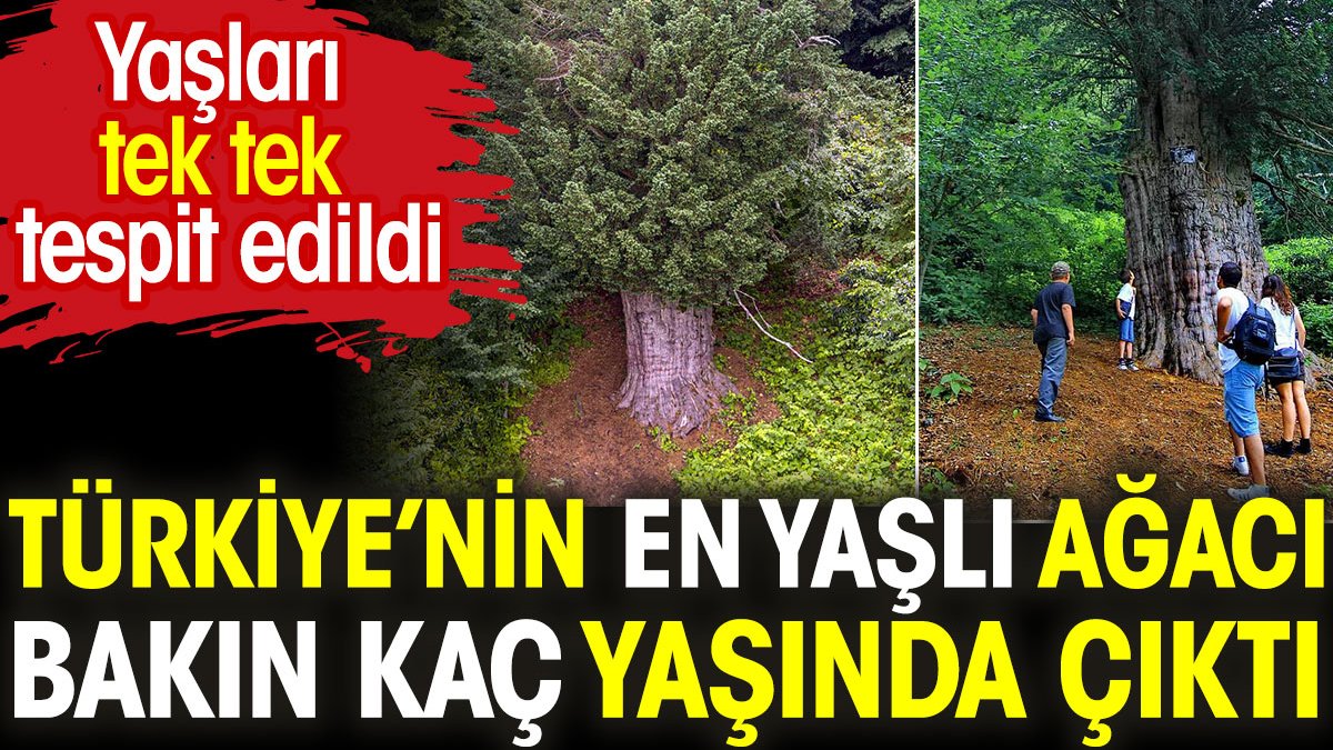 Türkiye'nin en yaşlı ağacı bakın kaç yaşında