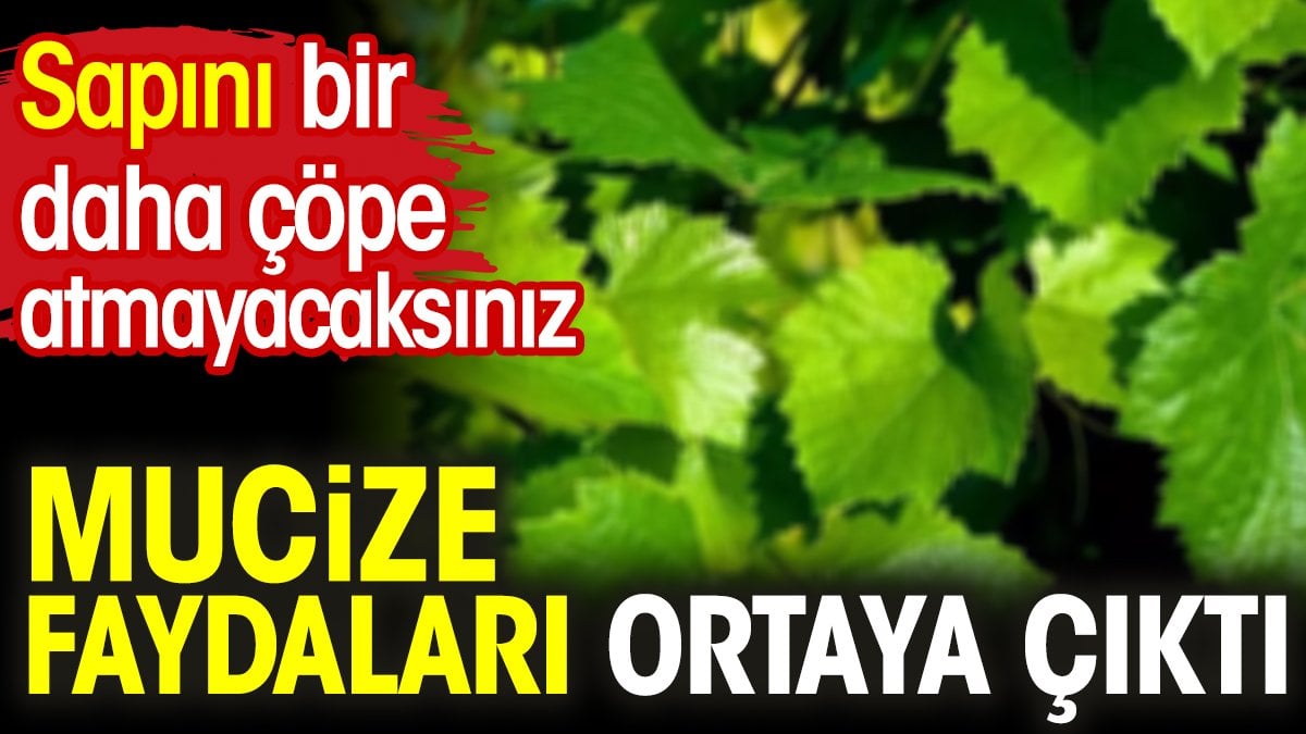 Mucize faydaları ortaya çıktı. Sapını bir daha çöpe atmayacaksınız