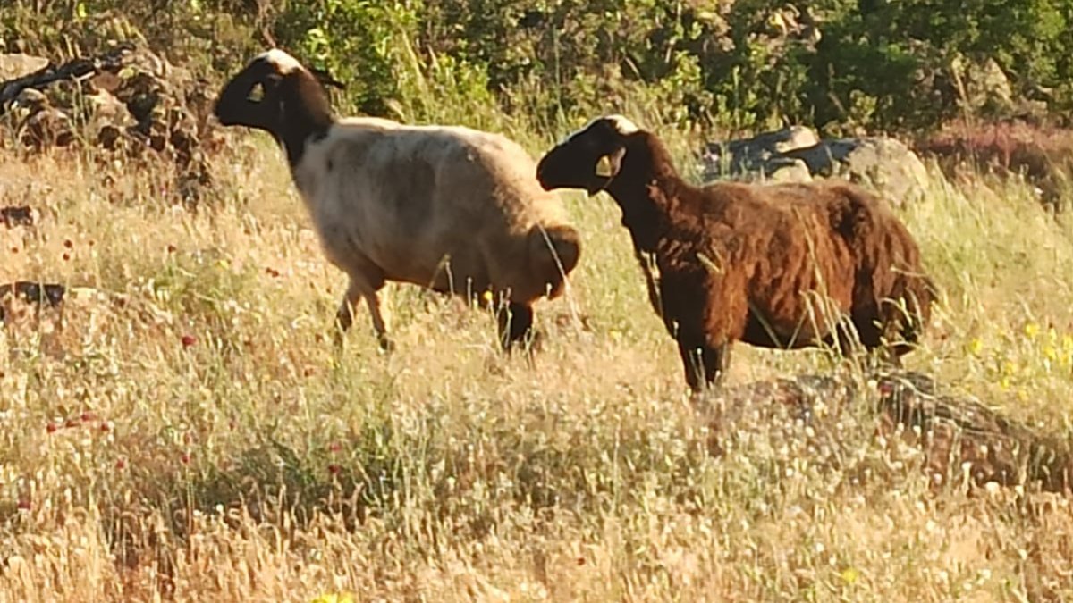 Kesim götürülürken kaçan kurbanlık koyunlar 2 gün sonra bulundu