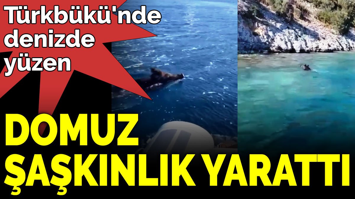 Türkbükü'nde denizde yüzen domuz şaşkınlık yarattı