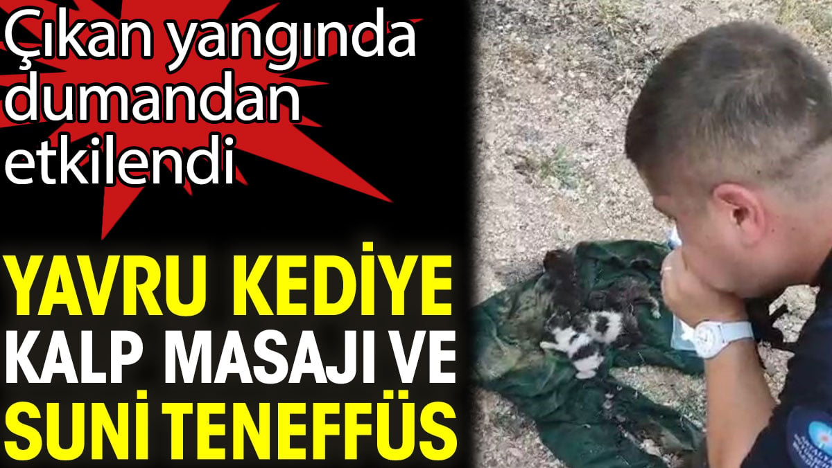 Yavru kediye kalp masajı ve suni teneffüs. Çıkan yangında dumandan etkilendi