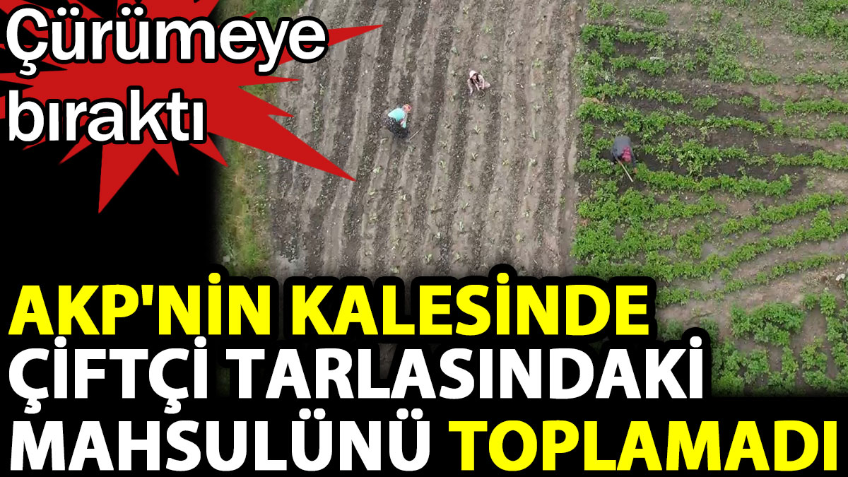 AKP'nin kalesinde çiftçi tarlasındaki mahsulünü toplamadı