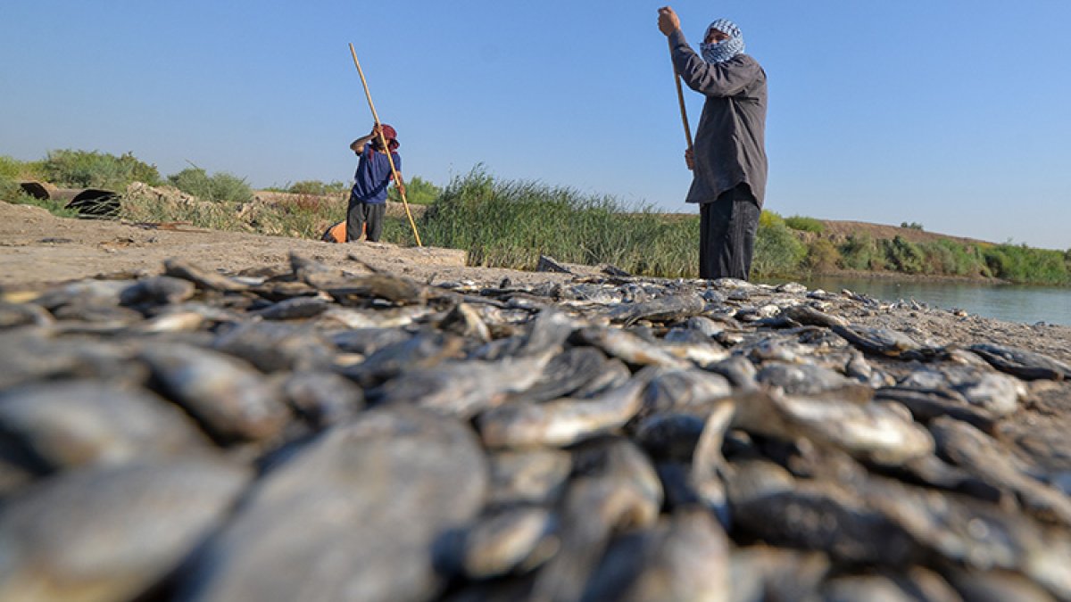 Irak'ta nehirdeki su seviyesinin düşmesiyle babinlerce balık telef oldu